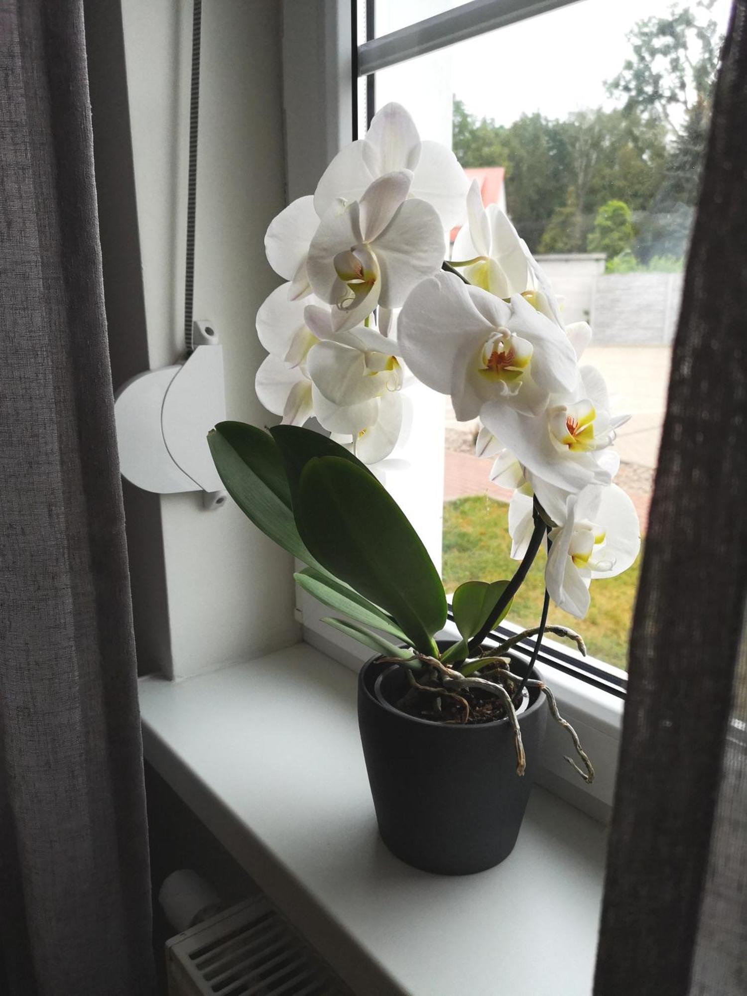 Arboretum Apartament *